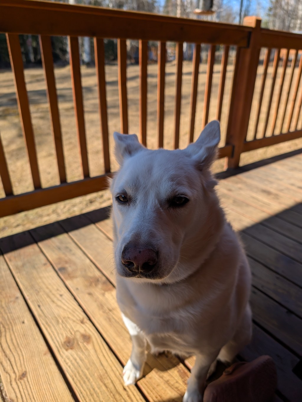 Thelma vs. The Wall: A True Story of Survival…