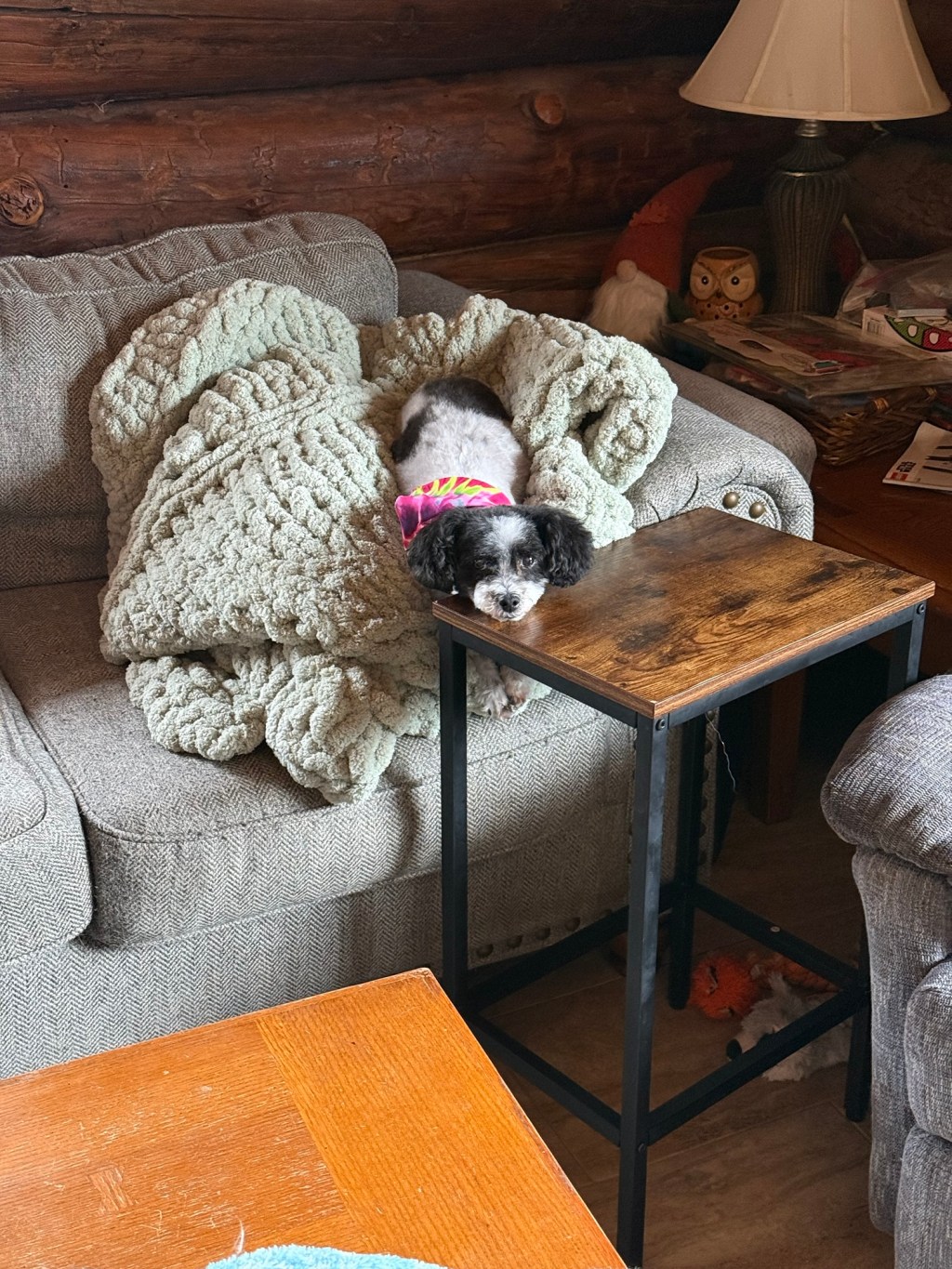 Tiny Dog. Massive Opinions.